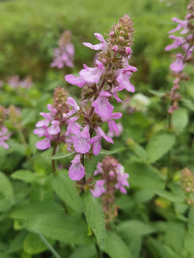 Stachys palustris